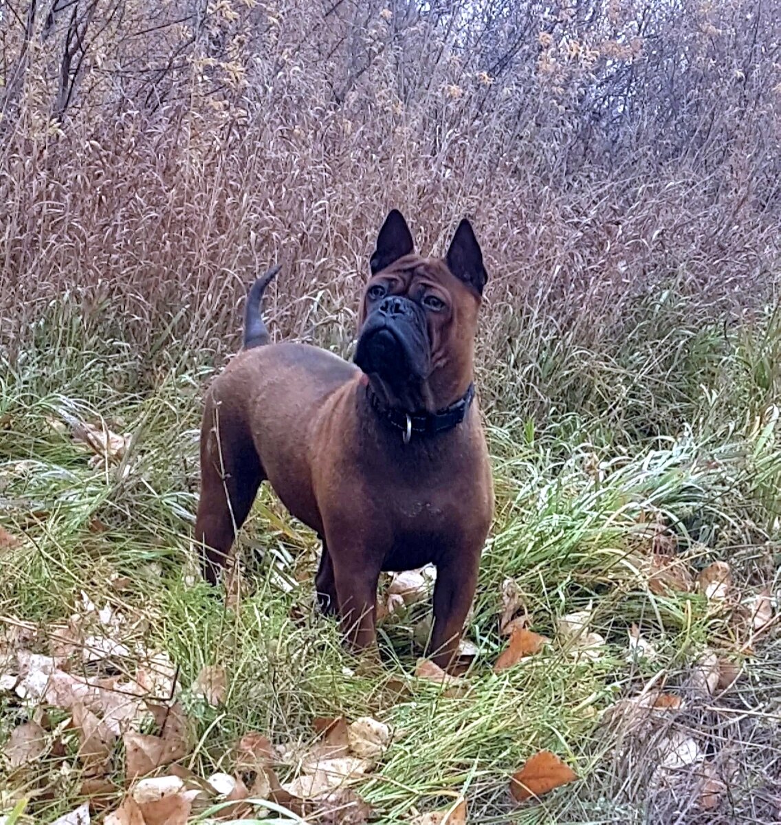 Фото с канала Дзен "Китайский чуцзин-это собака!"