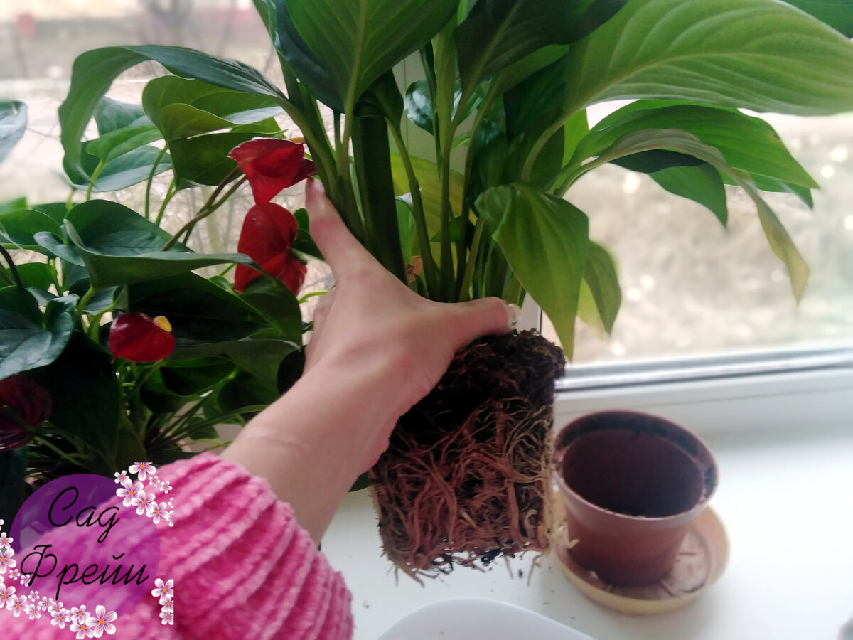 Видишь такое - и душа радуется!