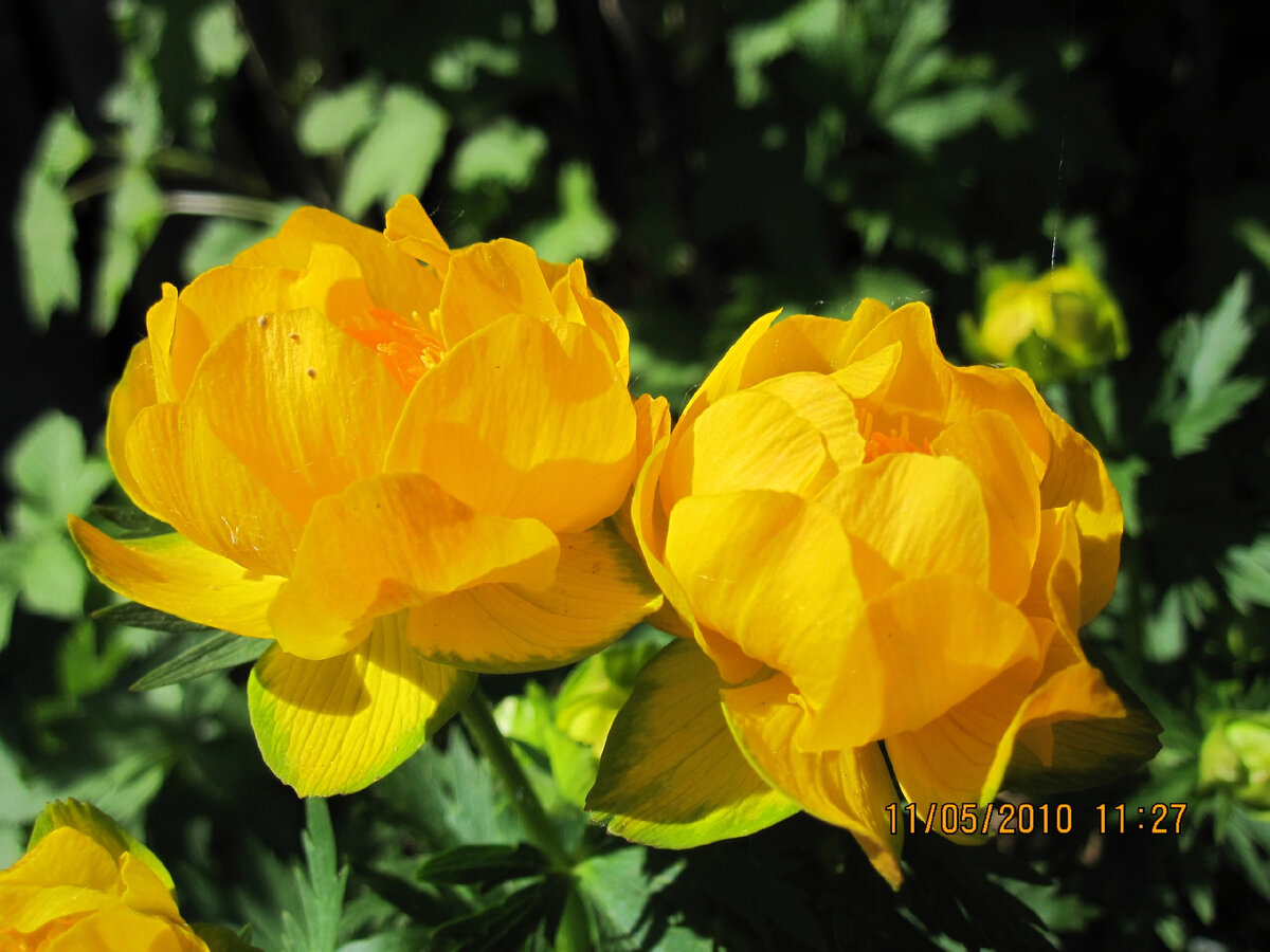 Купальница Trollius ranunculoides