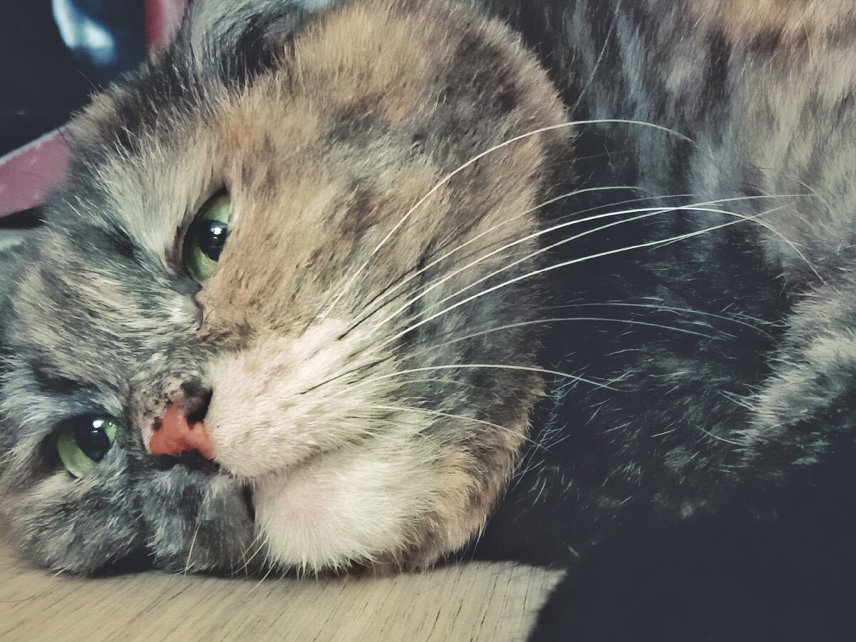 Почему выпавший кошачий ус лучше не выбрасывать | Кошка.ru | Дзен