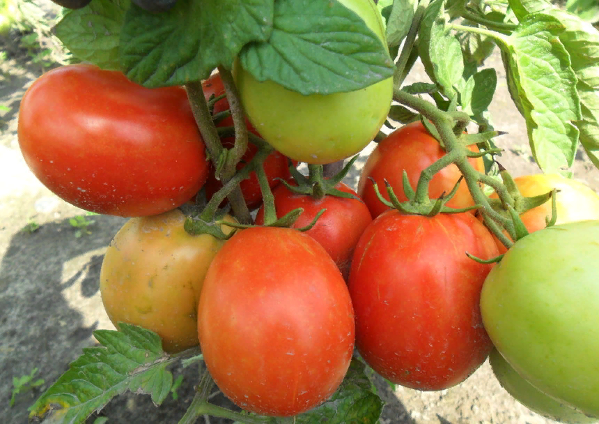Лучшие сорта помидор без пасынкования для открытого грунта | Моя успешная  дача | Дзен