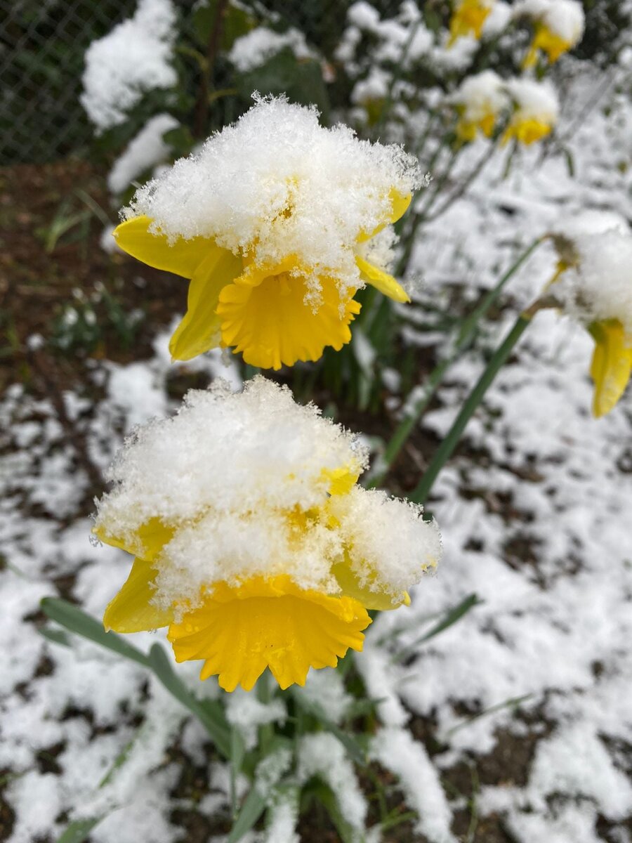 Нарциссы в снегу / Фото: Юрий Плугатарь