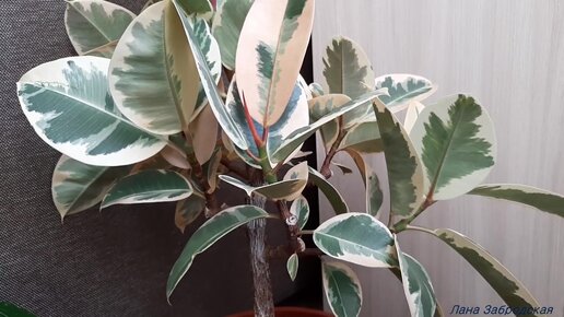 Фикус (Ficus Pumila Tricolor) купить по выгодной цене в интернет-магазине розаветров-воронеж.рф