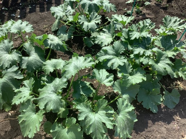 кабачки на грядке