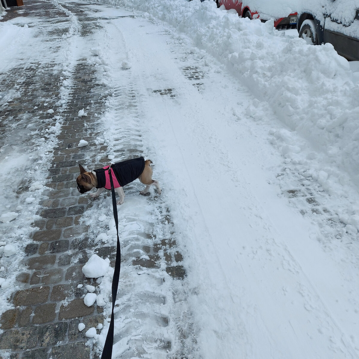 Собака моя тоже ждет весну