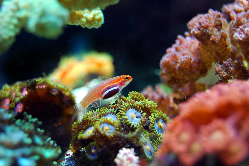 Рыбка коралловых рифов. Pseudocheilinus hexataenia. Биколор коралловая рыбка. Коралловый риф. Большой Барьерный риф рыбы.