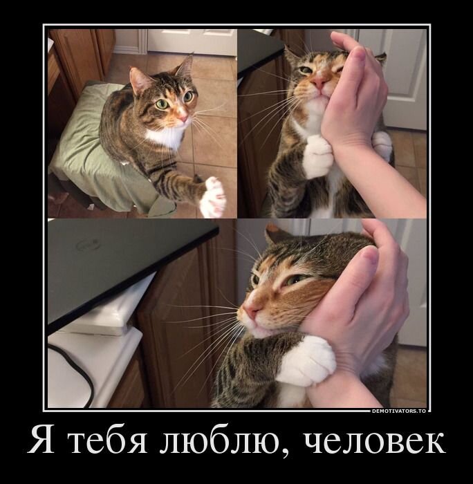 Какой миленький котик.