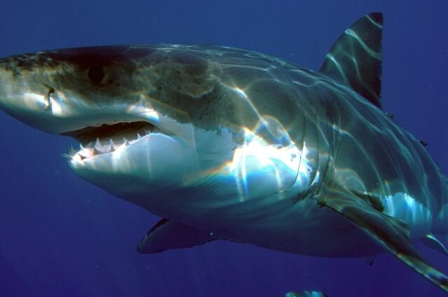    Белая акула.