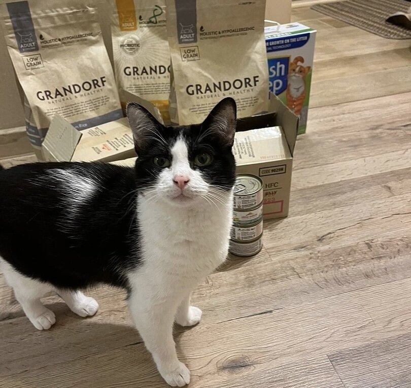 Привет из дома от кошечки Луисы, которая уехала из приюта домой 8 октября 2021 года: «Инспекцию очередной партии корма проводит. Инспектор сказал, что все Ок 😁». 