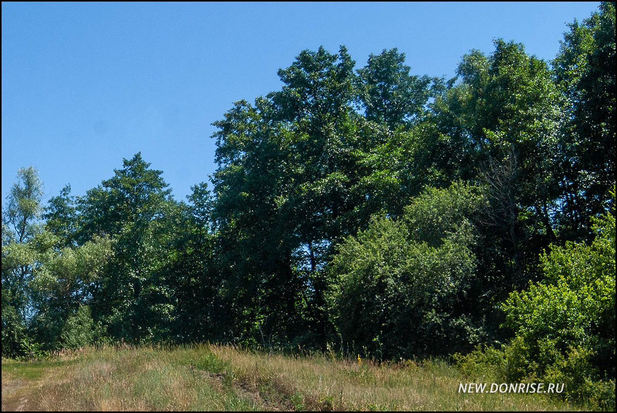 Лес, окружающий речку