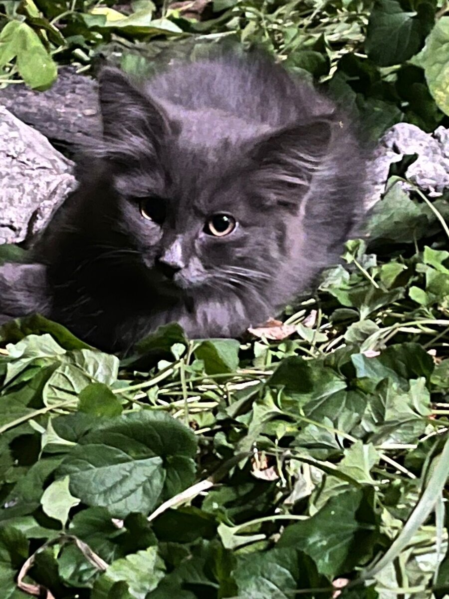 А это Веня. А тогда безымянный и бездомный котёнок