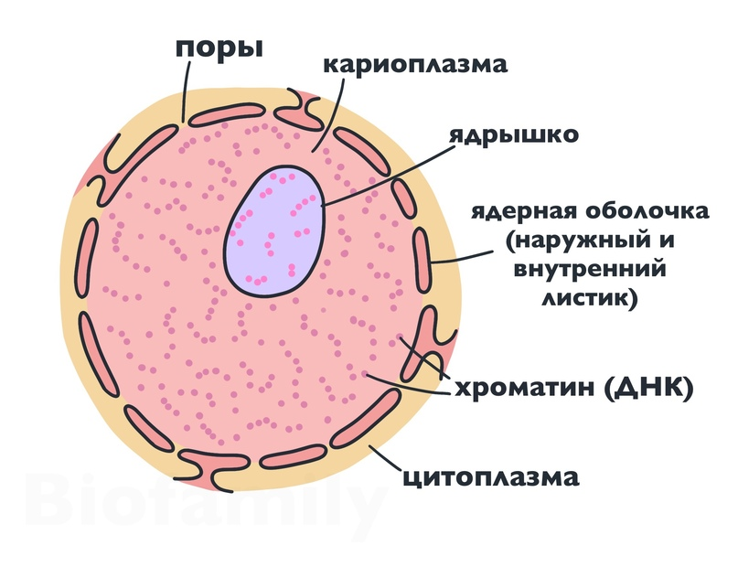 Состоят из многоядерных веретеновидных клеток. Многоядерные клетки. Ядро клетки цитология. Строение ядра ЕГЭ биология. Многоядерные клетки в организме человека.