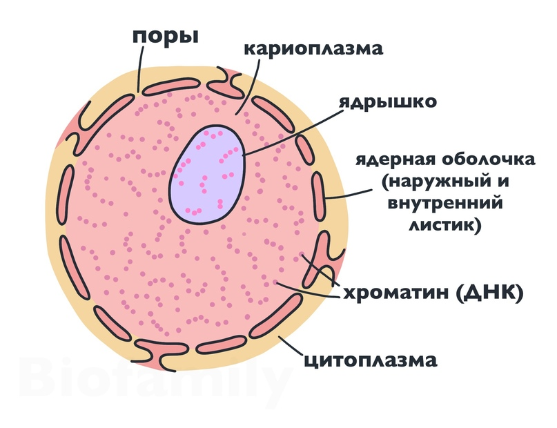 Ядро клетки эукариот