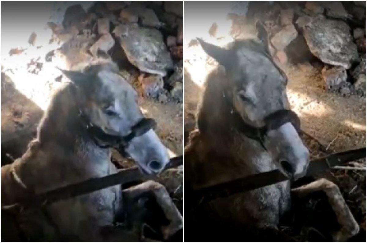    Упавшую в погреб лошадь спасли в Челябинске