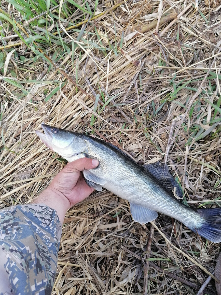 Весенний сударь 