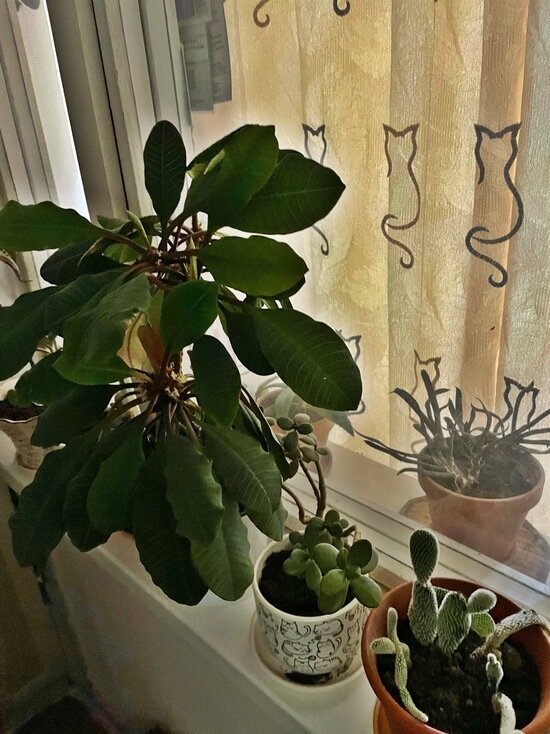     фото: crimea.mk.ru