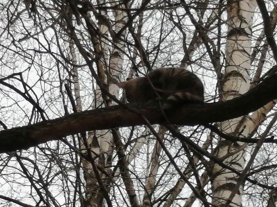     Дрессировщик отметил, что к животным с улицы следует относиться со всей ответственностью. Фото: МК в Питере