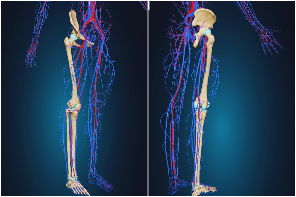 Рис.1. Вены и артерии нижних конечностей 