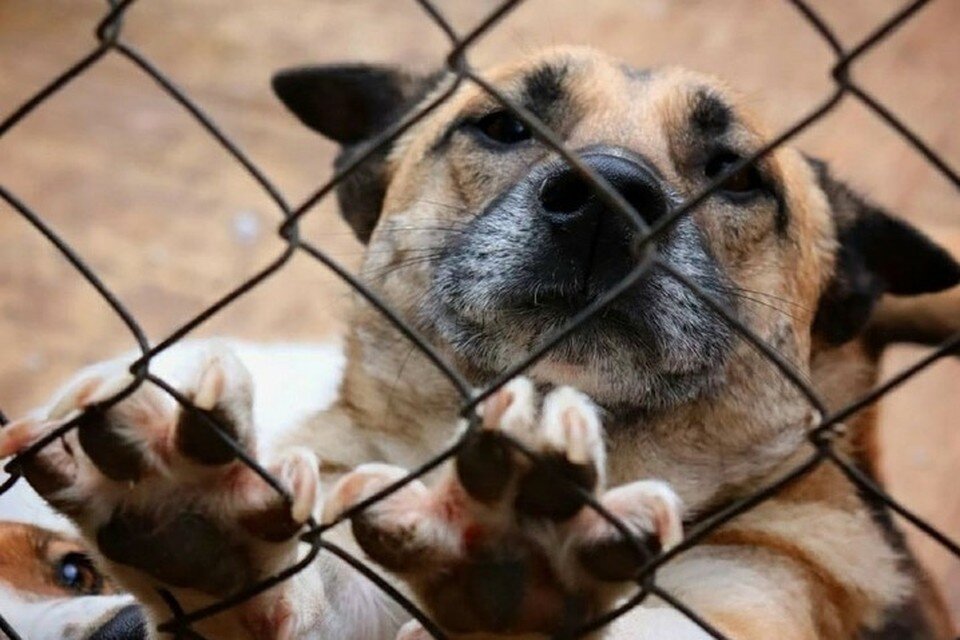     В приюте почти 70 собак. Фото: Дворяне Оренбурга