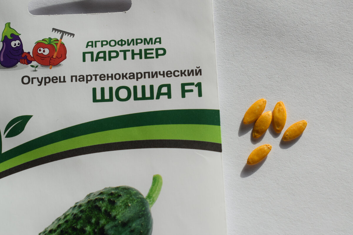 семена огурцов(фото автора)