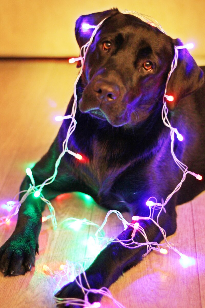 Созвездие Хорошего Мальчика