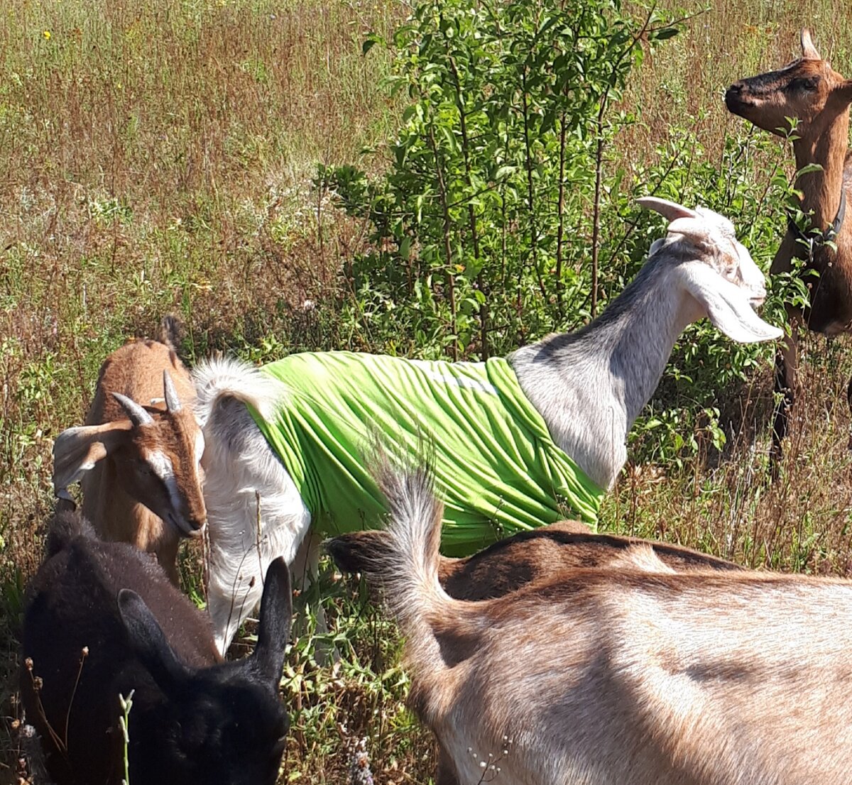 Перчику 5 месяцев, на выпасе еще носит футболку