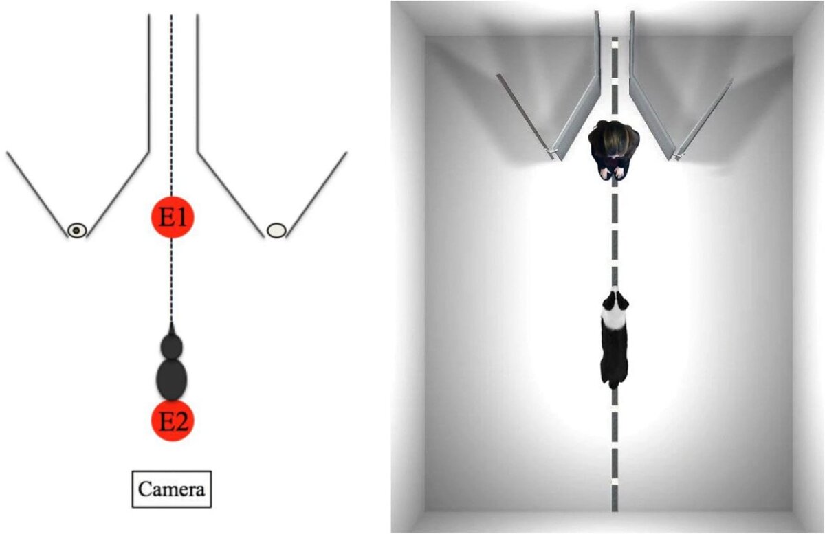 Metacognition in dogs: Do dogs know they could be wrong? Как проводился эксперимент.