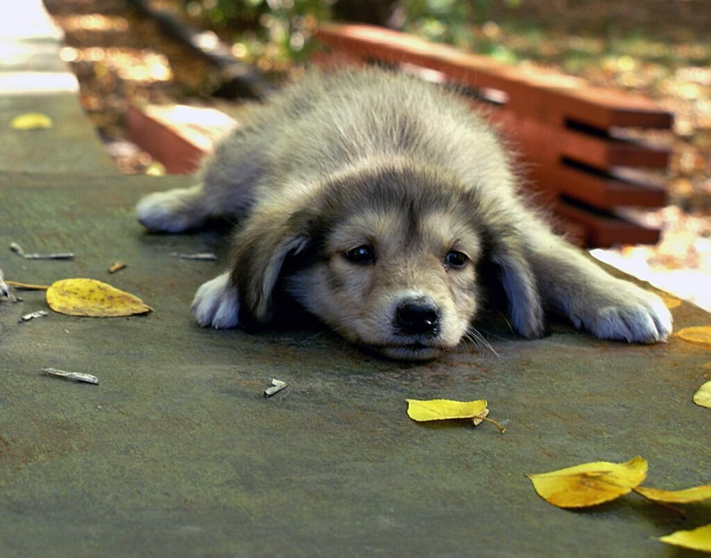 Очень грустное видео. Брошенный щенок. Грустный щенок. Жалкий щенок. Маленький Бездомный щенок.