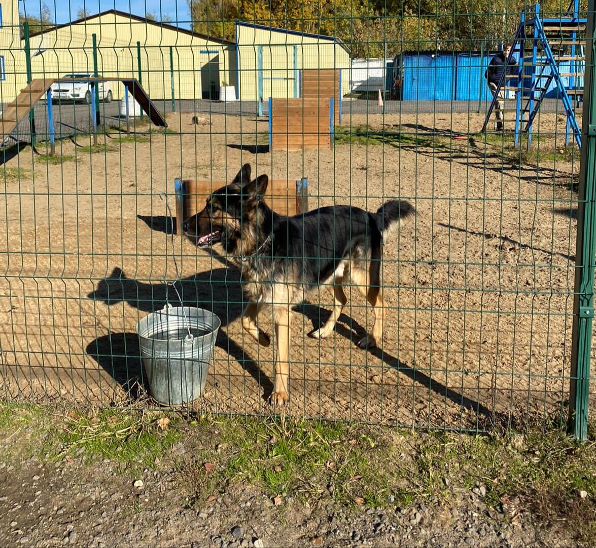 На площадке приюта
