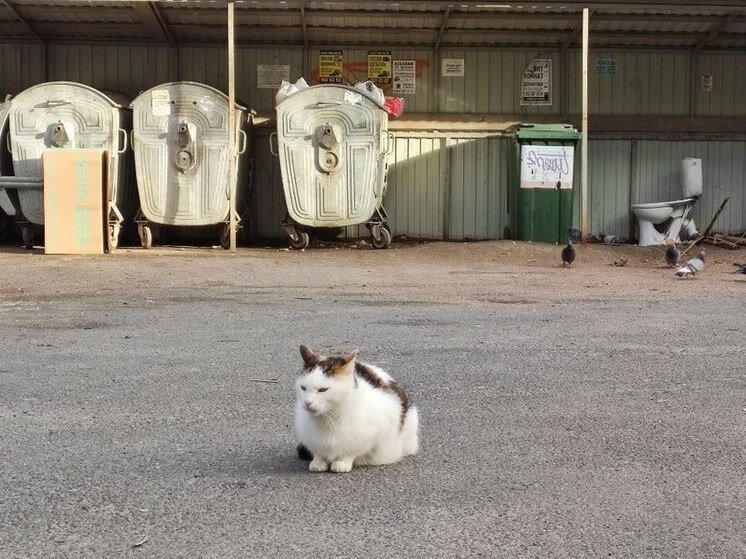     Фото: "МК в Ленобласти"