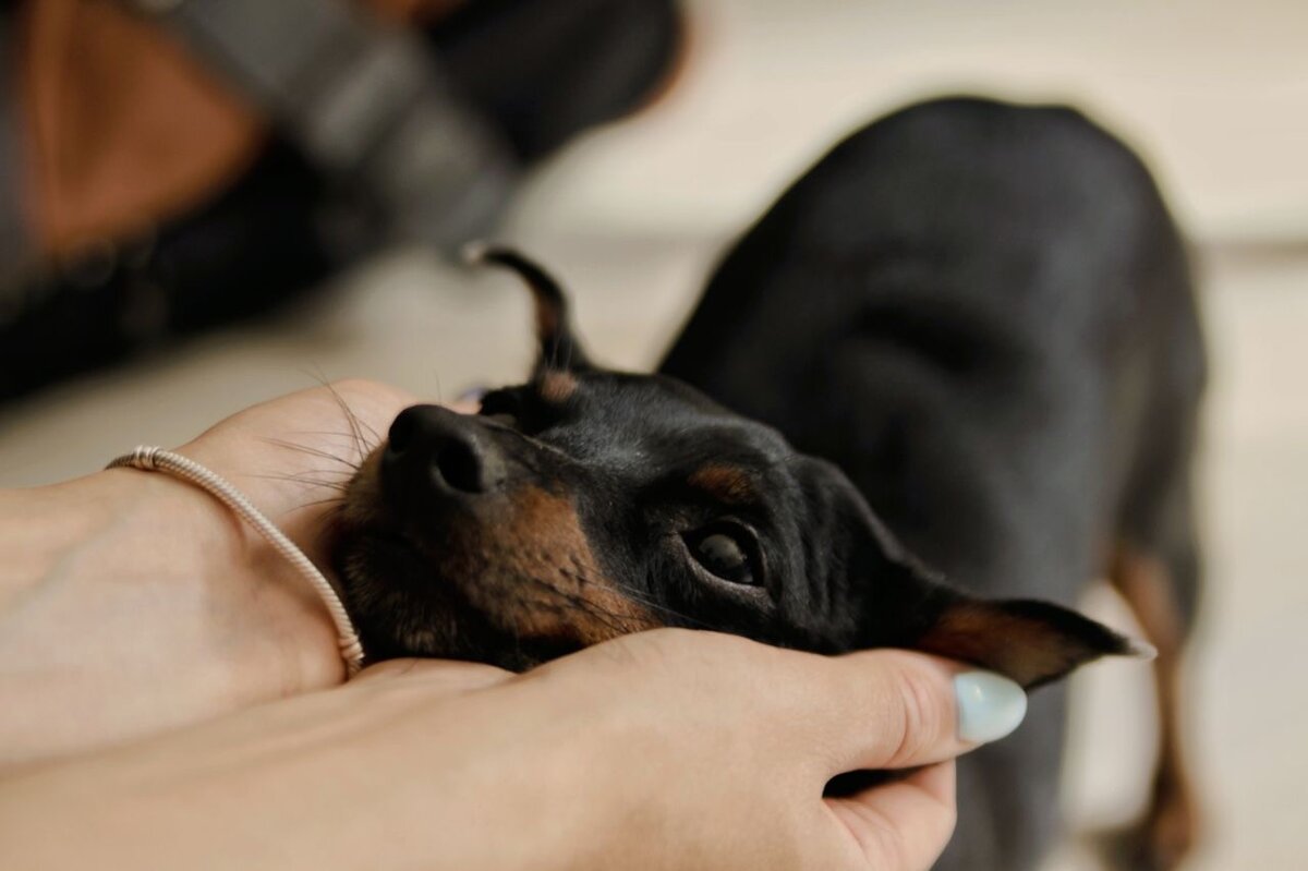 С древних времен собака живет рядом с человеком, он наш друг и помощник. Это первое животное, которое приручил древний человек. Он делилась с собакой едой, а та помогала ему на охоте и охраняла его и его жилье. С тех самых пор продолжается верная дружба между ними. Не известно еще до сих пор от кого именно произошла собака. Одни мыслители склоняются к волкам, иные к шакалам, а третьи считают, что у нее был свой предок. Собаки помогали при охоте и были сторожами. Ведь человек использовал ее охранный и охотничий инстинкт. Впоследствии собак разделили на группы, которые обозначали их хозяйственное назначение. Сначала появились сторожевые и охотничьи собаки, позже — декоративные собачки, от которых не требовалось никакой службы. С развитием человечества область применения пород некоторых собак сильно изменилась. Во все времена человек высоко ценил собак, им даже поклонялись как божествам и объектам культа, их, также, дарили императорам. Прежде всего, человек видит в собаке своего компаньона и всячески обретает его. Однако, как показывают исследования, наши домашние любимцы также способны улучшать здоровье их хозяев и повышать уровень активности. А еще, именно собаки уменьшают риск развития болезней, которые связаны с коронарной недостаточностью. И не осознавая даже этого, человек, гуляющий с любимой собакой, кормит и расчесывает, этим уделяет намного больше времени, также, и своему здоровью. Режим жизни меняется, когда вы завели себе питомца, что заставляет упорядочить свой график. А еще, кроме всего прочего, они учат хозяина терпению, дарят ему безусловную и бесконечную любовь и остаются всегда преданными друзьями, и с ними можно разделить свои радости и печали. Сегодня роль собаки в жизни людей очень важна, она выполняет множество функций. Во-первых, собака — это обычно домашний любимец всей семьи, который согревает своим дружеским отношением, развлекает, охраняет дом. Моя мама очень любит собак. Она говорит, что собаки очень умные, умеют учиться, понимают хозяина даже без слов, чувствуя его настроение. Есть породы собак, например, лабрадор, которые являются очень добрыми, их берут в семьи с маленькими детьми, и они становятся для них настоящими друзьями и защитниками. Собака делает много полезного для нас. Специально обученные собаки помогают разыскивать людей в горах, спасать на воде, несут службу в милиции, а другие становятся поводырями людей, которые потеряли зрение, они не дадут вам заблудиться в лесу. Я уверен, собаки умеют делать еще много чего, о чем я и не знаю. Собака принимала активное участие и в освоение космоса. Сегодня в мире насчитывается около 400 пород собак. Масса некоторых собак превышает 100кг, а рост 1м, но есть и карлики, по величине уступающие домашней кошке. Такая порода собак как сенбернары обладают отличным чутьем. Людей погребенных лавиной, сенбернары чуют под трехметровой толщей снега. Если собаки находят замерзшего, то две из них ложатся по бокам несчастного, чтобы согреть его, а остальные стремглав несутся к людям и ведут их к найденному путнику. Если собаки находят человека, засыпанного лавиной, то пытаются отрыть, освободить его. Имеется так же ряд наблюдений о том, что за полчаса-час перед землетрясением в Ашхабаде комнатные собаки будили спящих хозяев, тянули их выходу. А в годы Великой Отечественной войны в армии «служило» 60 тысяч собак. Собаки выполняли важную работу. Среди них были ездовые, связные, санитарные, сторожевые, диверсионные. В некоторых странах поставлены памятники собакам: в Париже — сенбернару Барри, спавшему во время снежных заносов в Альпах 40 человек, в Берлине — собаке — проводнику слепых; в Номе на Аляске — вожаку упряжки Балту, доставившему во время эпидемии в занесенный снегом поселок противодифтерийную сыворотку; в Ленинграде, на территории Института экспериментальной медицины, — собаке, служащей науке; в Осаке в Японии — упряжке ездовых собак, оставленных экспедицией в Антарктиде; в Италии — псу Верному, который 14 лет каждый вечер упорно ходил к поезду встречать хозяина, погибшего на войне; в Токио — собаке Хачико за преданность. Пес ежедневно провожал и встречал хозяина, уезжавшего на работу. Хозяин неожиданно заболел и умер, но пес ежедневно приходил встречать его на станцию и там оставался до последнего поезда в надежде, что когда-нибудь его хозяин приедет. Так продолжалось 10 лет до того дня, когда пес трагически погиб на этой станции.
