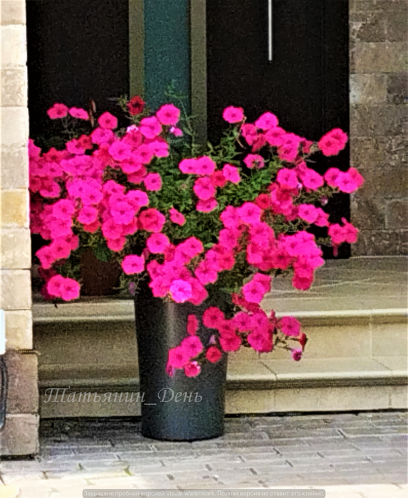 Металлический вазон очень стильно смотрится на фоне каменной плитки.