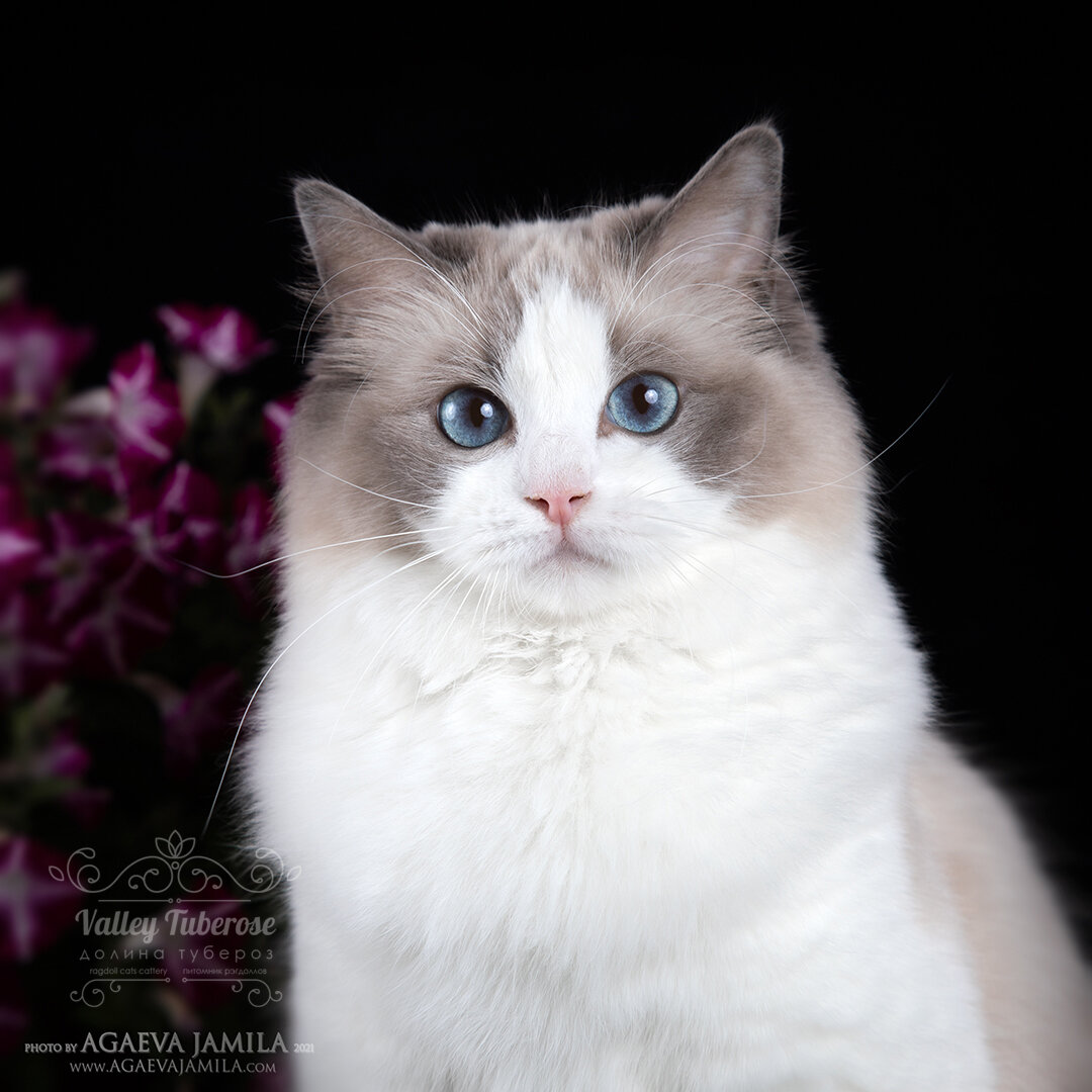 Lavander Valley Tuberose  рэгдолл окраса голубой биколор