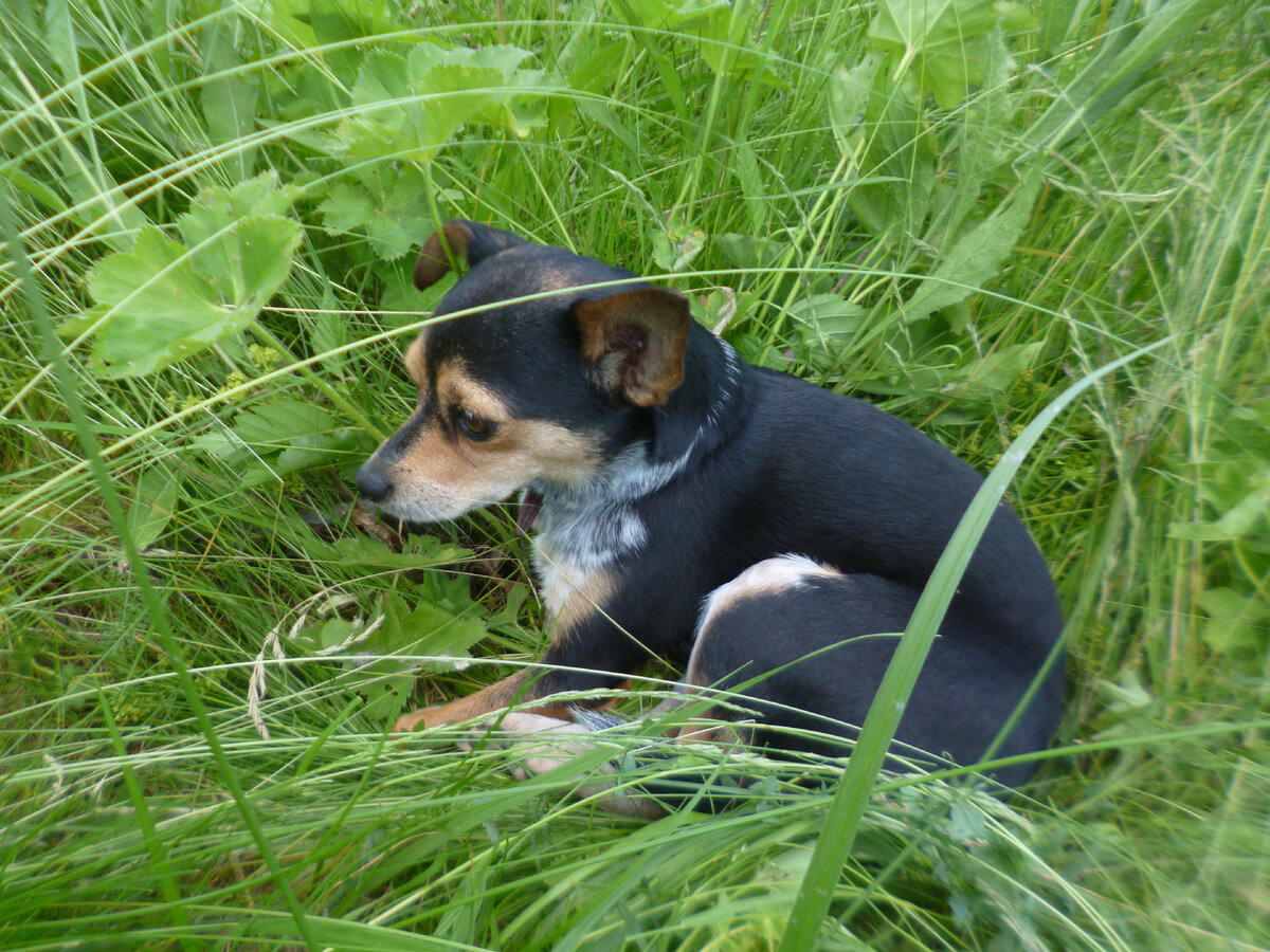Это наша собачка. Её зовут Жучка. Почему в больницу не пускают с собакой?)))
