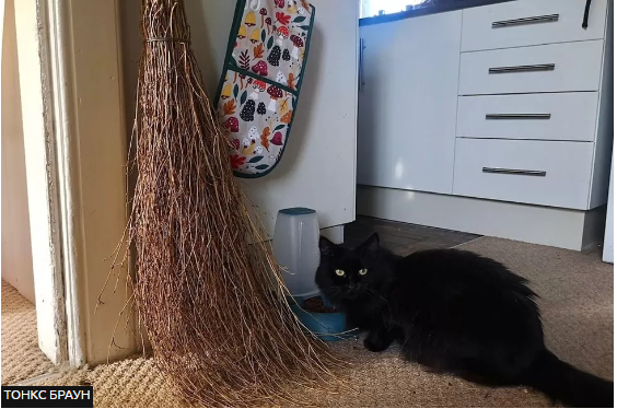 ИСТОЧНИК ИЗОБРАЖЕНИЯ, ТОНКС БРАУН Подпись к изображению:
У Тонкс есть ведьмина метла и черный кот по кличке Каирн.
