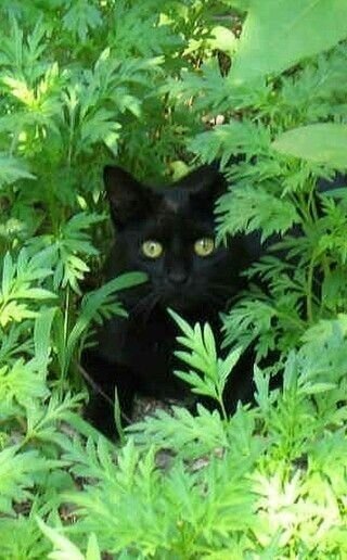 Кирюша в травке