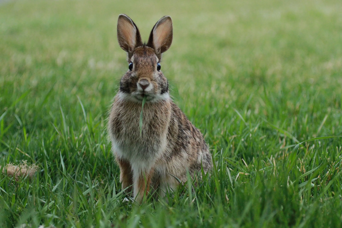 Фото взято из общего доступа в сети интернет
