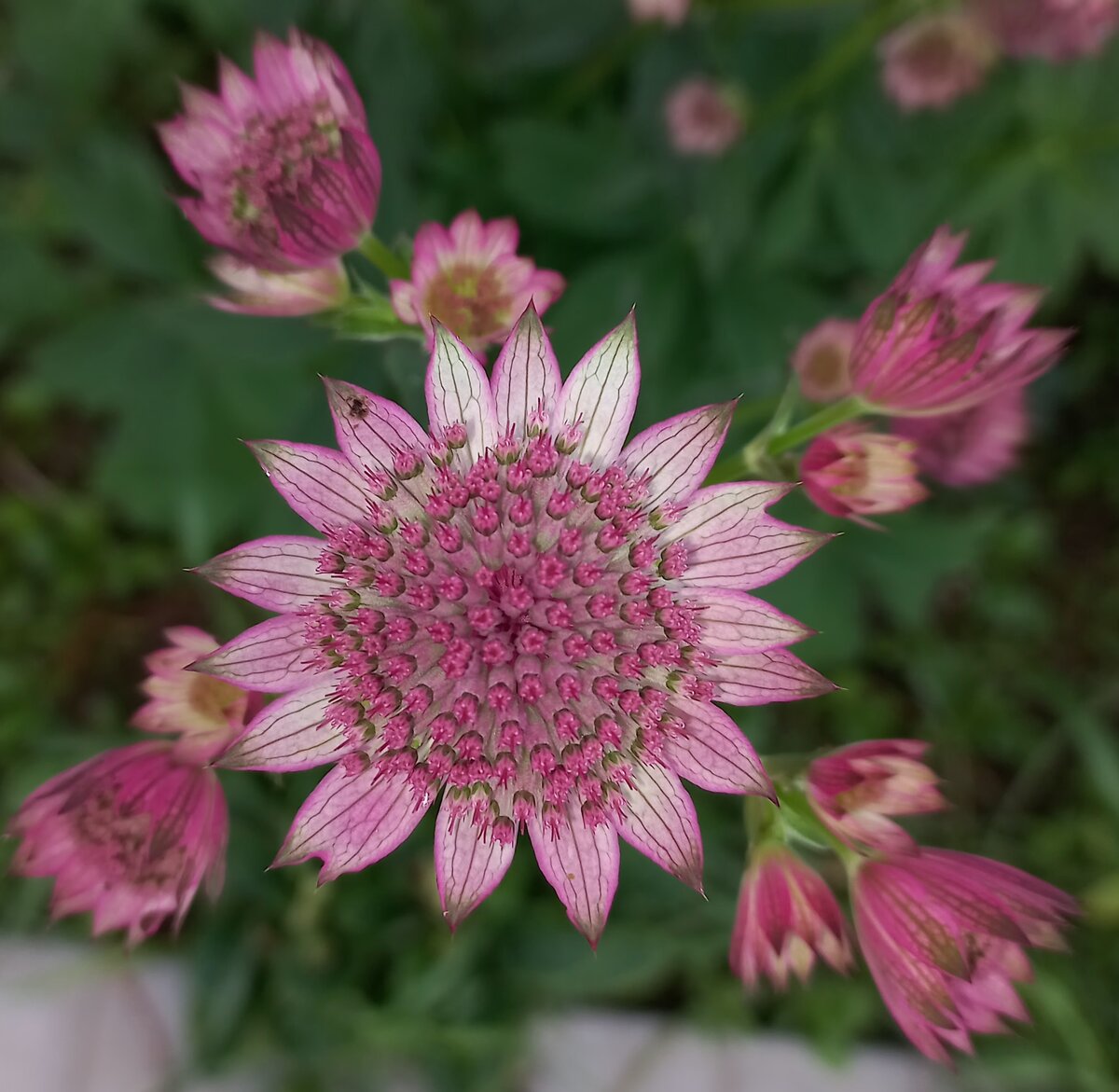 Astrantia ROMA срезка