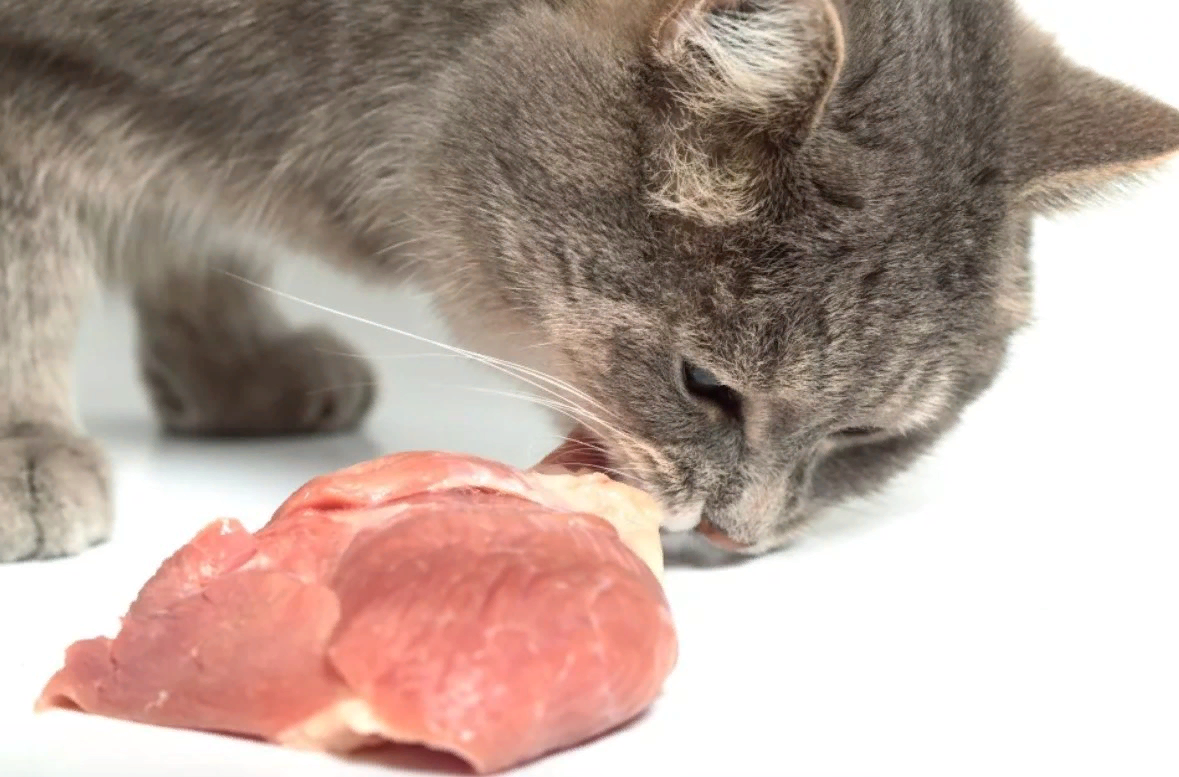 Скачай ест мясо. Кошка кушает. Кот ест.