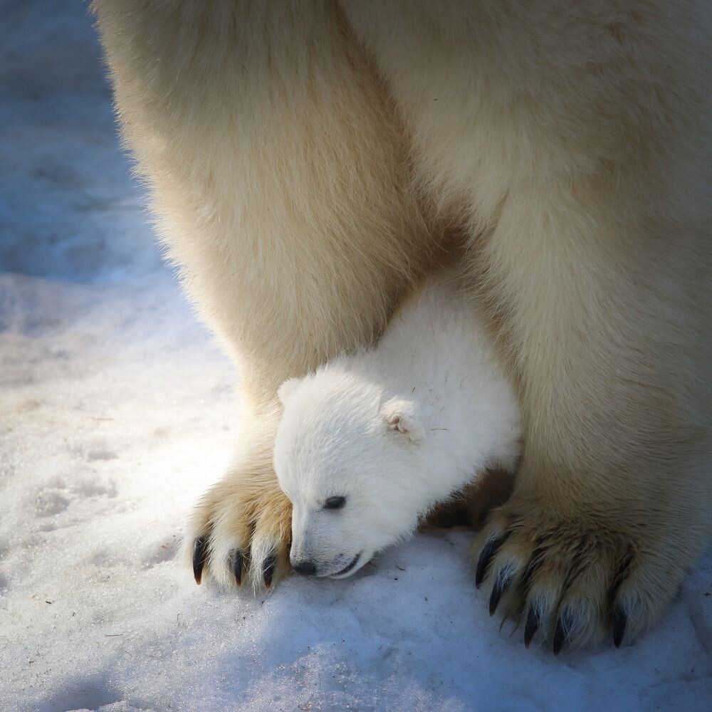 Когти белого медведя