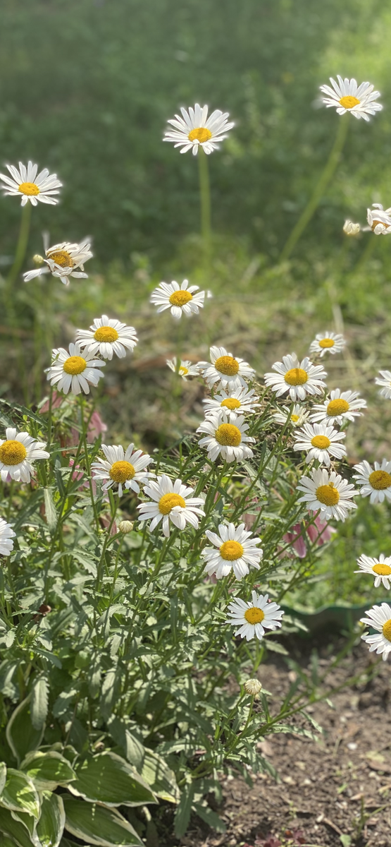 Ромашкой нежность оплетает страсть … 
