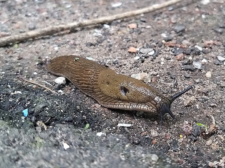     Газоны Петербурга захватывают слизни Arion vulgaris. Фото: «МК в Питере»