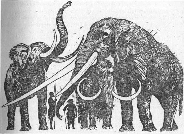 Если предположить, что слоны жили во времена динозавров и ученые изучают их  только по костям, мягких тканей нет — поняли бы они, что у слона был  длинный хобот? | Naked Science | Дзен