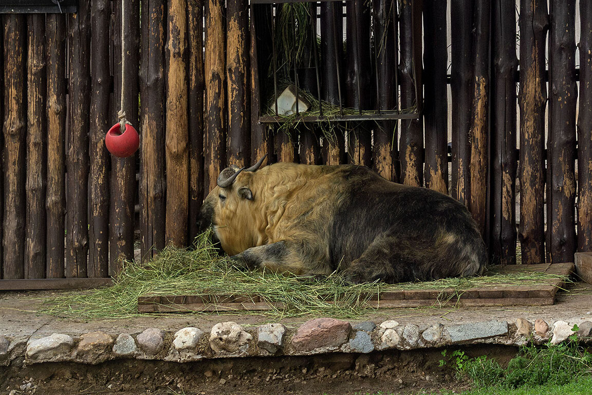 Московский зоопарк расписание. Билеты в зоопарк москва. График работы московского зоопарка 2023. График работы московского зоопарка 2023. Режим работы зоопарка.