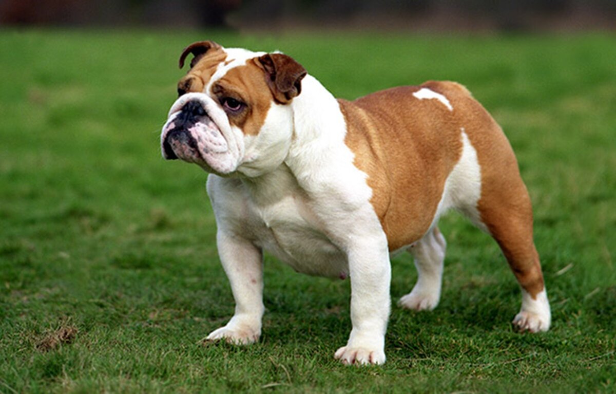 Англи́йский бульдо́г  (также бульдог, англ. bulldog, дословно: «бычья собака») — короткошёрстная порода собак типа мастифов.-2