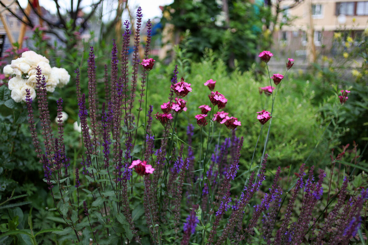 Гвоздика картузианская и шалфей дубравный Caradonna в цветнике.