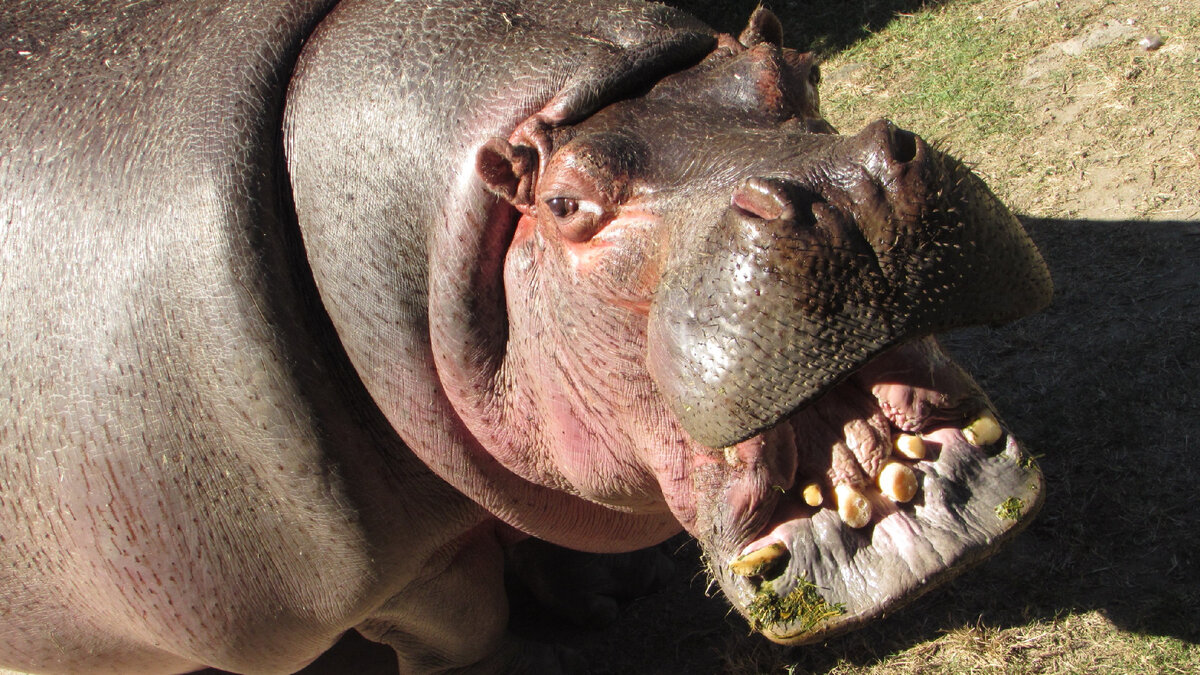 Яндекс картинка. Зубы старого бегемота.