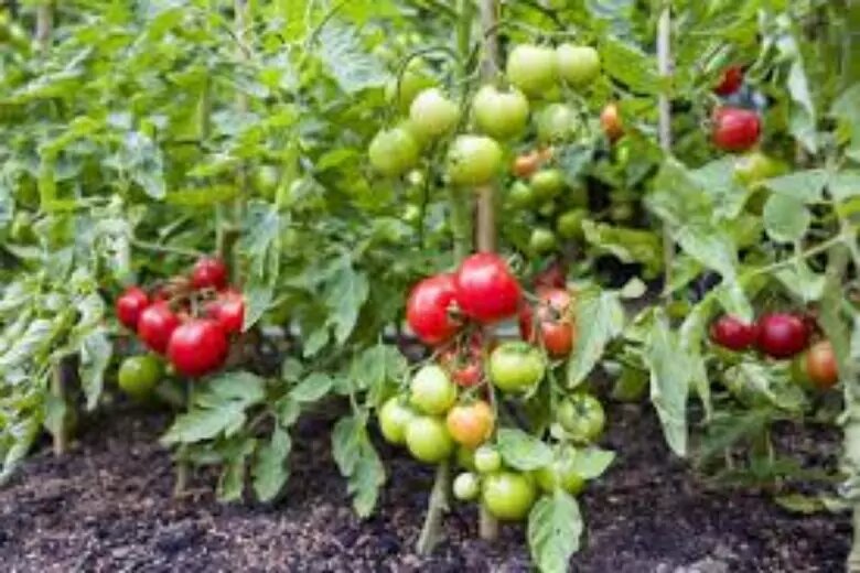 Органические подкормки помогут избавиться от химии в огороде