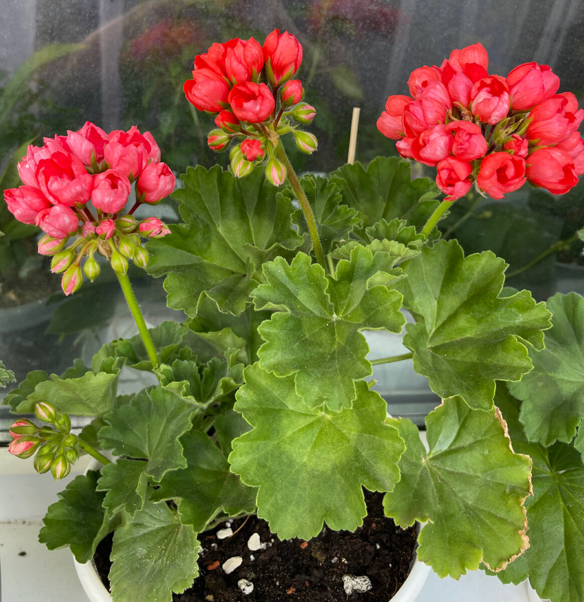 Red Pandora (справа) и Patricia Andrea(слева) 2в1 фото автора