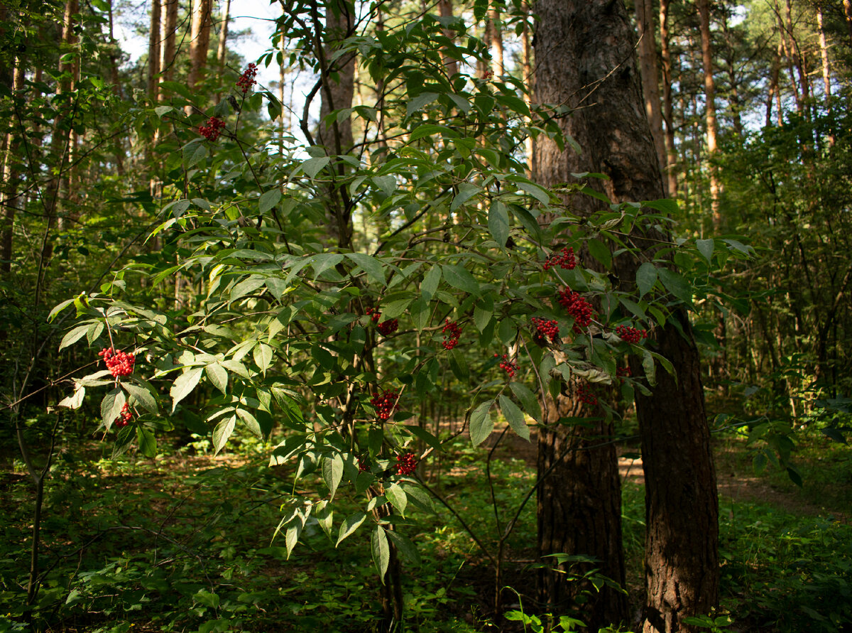 Бузина красная. Фотография автора статьи.